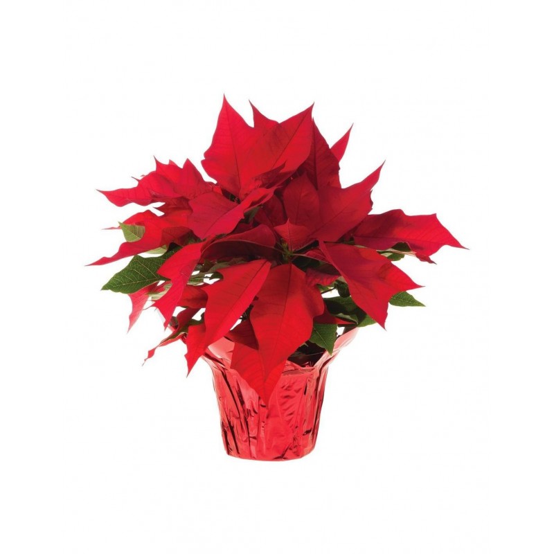 Poinsettia Plant - Red