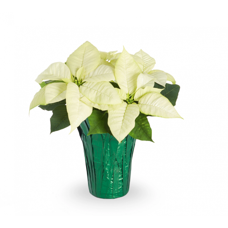 Poinsettia Plant - White