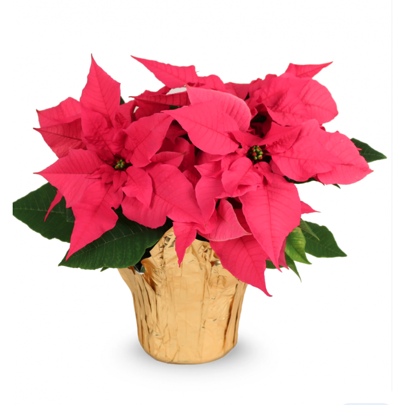 Poinsettia Plant - Pink