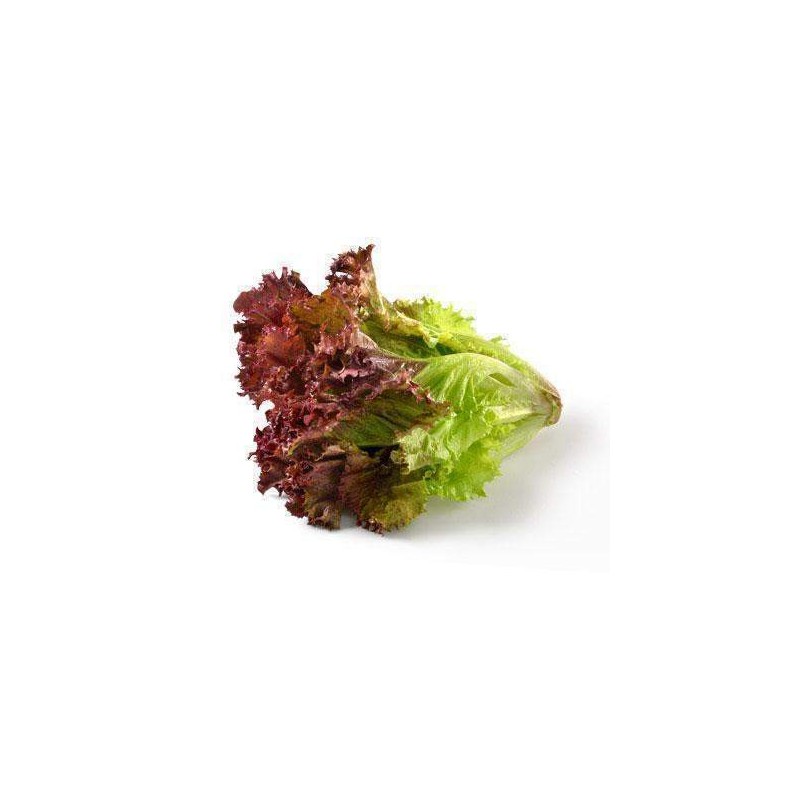 Lettuce (Magenta) Organic