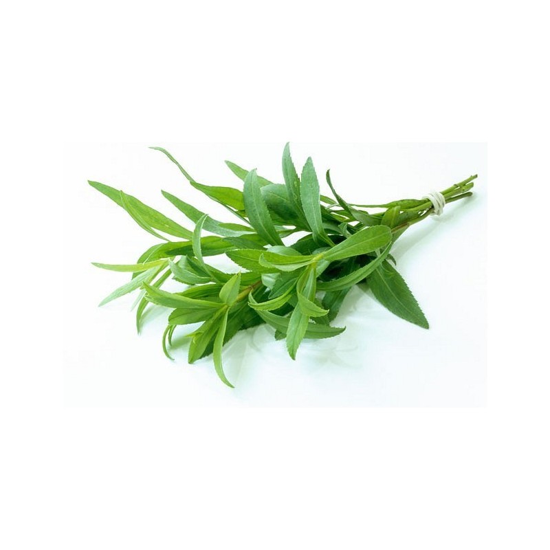 Tarragon per bdnl