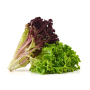 Artisan lettuce mix
