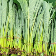 Callaloo Bush (Roll)