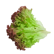 Lettuce (Magenta) Organic