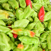 Pimento (M)