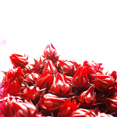 Sorrel